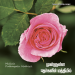 பாடல் 041 – முள்ளுள்ள புதர்களின் மத்தியில்