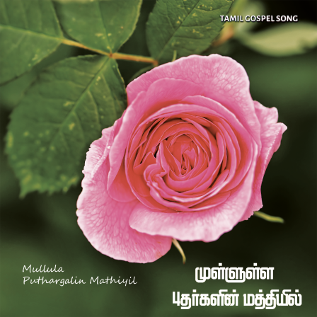 பாடல் 041 – முள்ளுள்ள புதர்களின் மத்தியில்